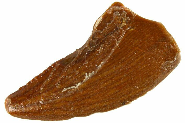 Serrated Raptor Tooth - Real Dinosaur Tooth #300808